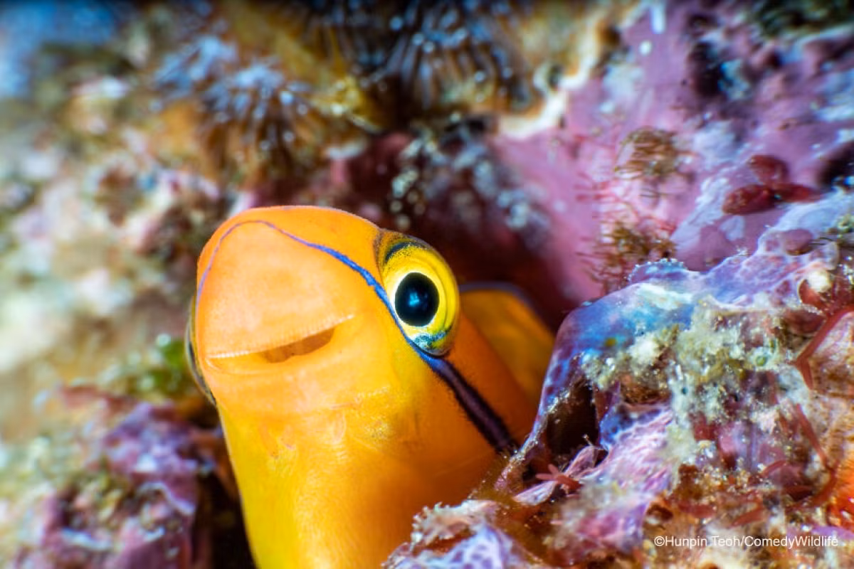 Khuôn mặt đáng yêu của một chú cá Fangblenny sọc xanh - loài cá có khả năng thay đổi màu sắc để đánh lừa kẻ thù và ngụy trang trong những rạn san hô rực rỡ sắc màu ở các vùng biển nhiệt đới.