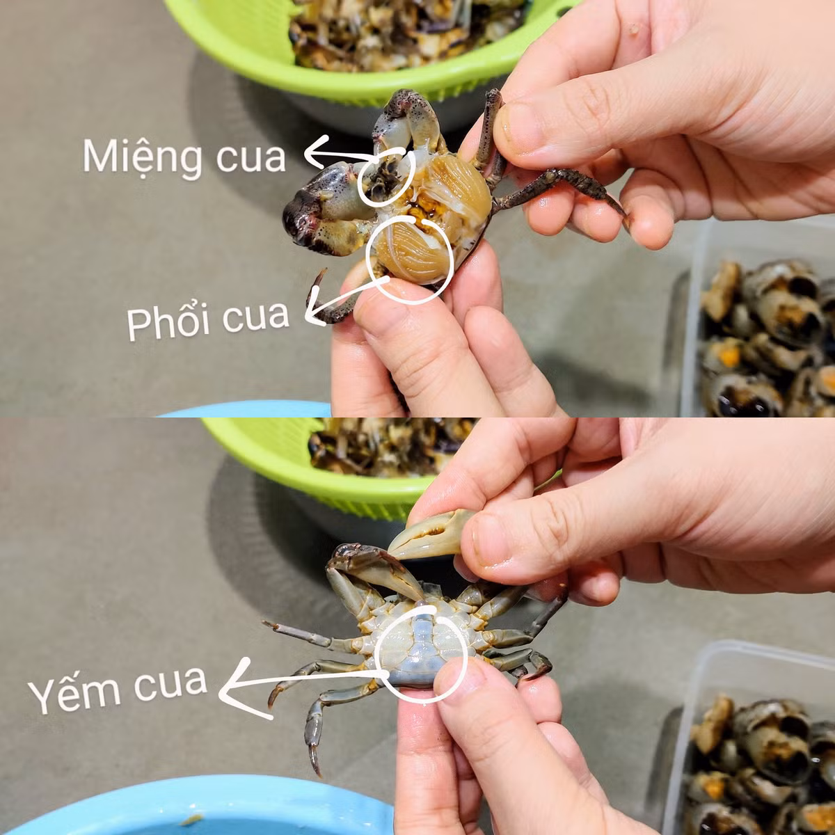Mẹo làm sạch và lọc cua đồng nhanh nhất, cua thơm ngọt - Hình 3 Meo lam sach va loc cua dong nhanh nhat, cua thom ngot-Hinh-3