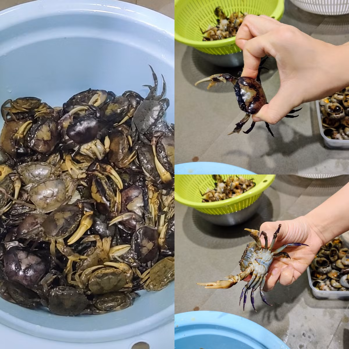 Mẹo làm sạch và lọc cua đồng nhanh nhất, cua thơm ngọt Meo lam sach va loc cua dong nhanh nhat, cua thom ngot