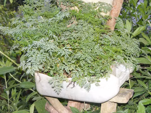 Cây cà phong.