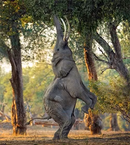  Voi đứng bằng hai chân sau và dùng vòi hái lá trên cây trong một khu rừng ở Mana Pools, Zimbabwe 