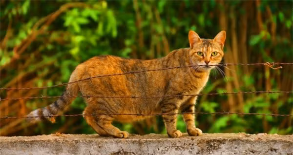 Đừng đến gần tôi, tôi đang mang thai!