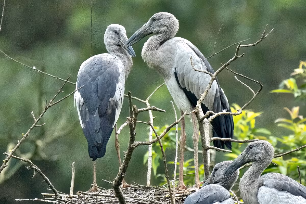 Ngoài chim cò, vạc, Hằng hạc là một trong những loài phổ biến có mặt nhiều ở vườn chim Thung Nham. Chúng cùng các loài chim trời khác cư ngụ ở đây quanh năm. Vào mùa đông, chỉ có số lượng ít di cư vào phương nam, còn lại đa số sinh sống tại khu bảo tồn và phát triển mạnh mẽ khi mùa Xuân - Hạ tới.