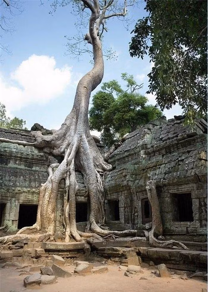 Rõ ràng, địa điểm này từng bị bỏ hoang suốt thời gian dài và sau hàng trăm năm đã phát triển thành một nơi mà hiện nay còn được gọi là Công viên khảo cổ Angkor. Ở mọi hướng, thân của các cây bông lụa vươn cao chọc trời, núp dưới tán lá xanh khổng lồ. Phần gốc cây như vòi bạch tuộc trùm xuống mặt đất và các rễ cây dài bất tận cuộn bò dưới mặt đất như những con rắn.