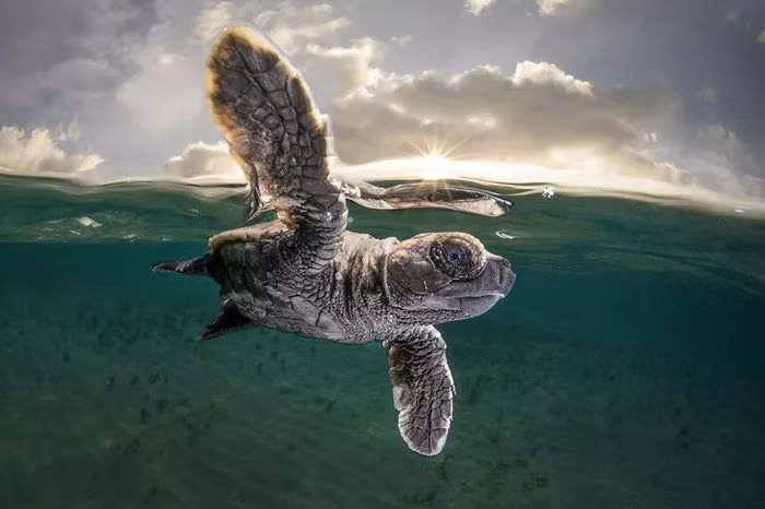 Ảnh của Matty Smith đoạt giải Ba cuộc thi Ocean Photographer of the Year 2021 (Nhiếp ảnh gia đại dương năm 2021)