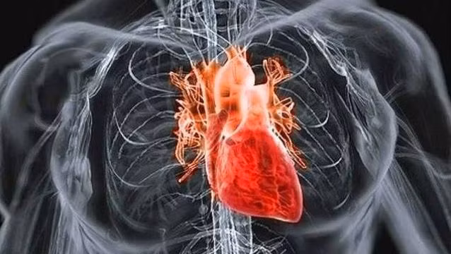Thế kỷ 2 sau công nguyên, nhà triết học nổi tiếng người La Mã gốc Hy Lạp Aelius Galenus cho rằng: gan lưu thông máu, mật và đờm, trong khi trái tim có nhiệm vụ lưu thông “linh hồn”.