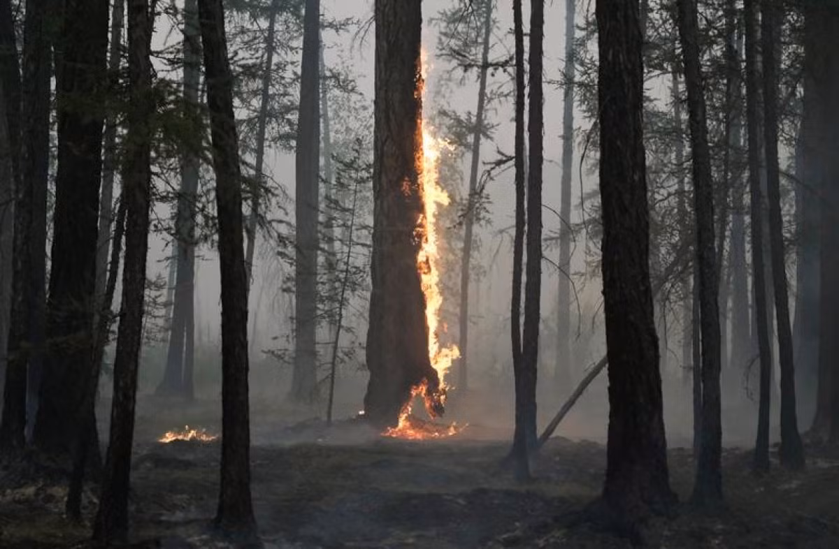 Một thân cây bốc cháy trong trận cháy rừng ở Taastaakh, vùng Yakutia, Nga, ngày 11/8/2021.