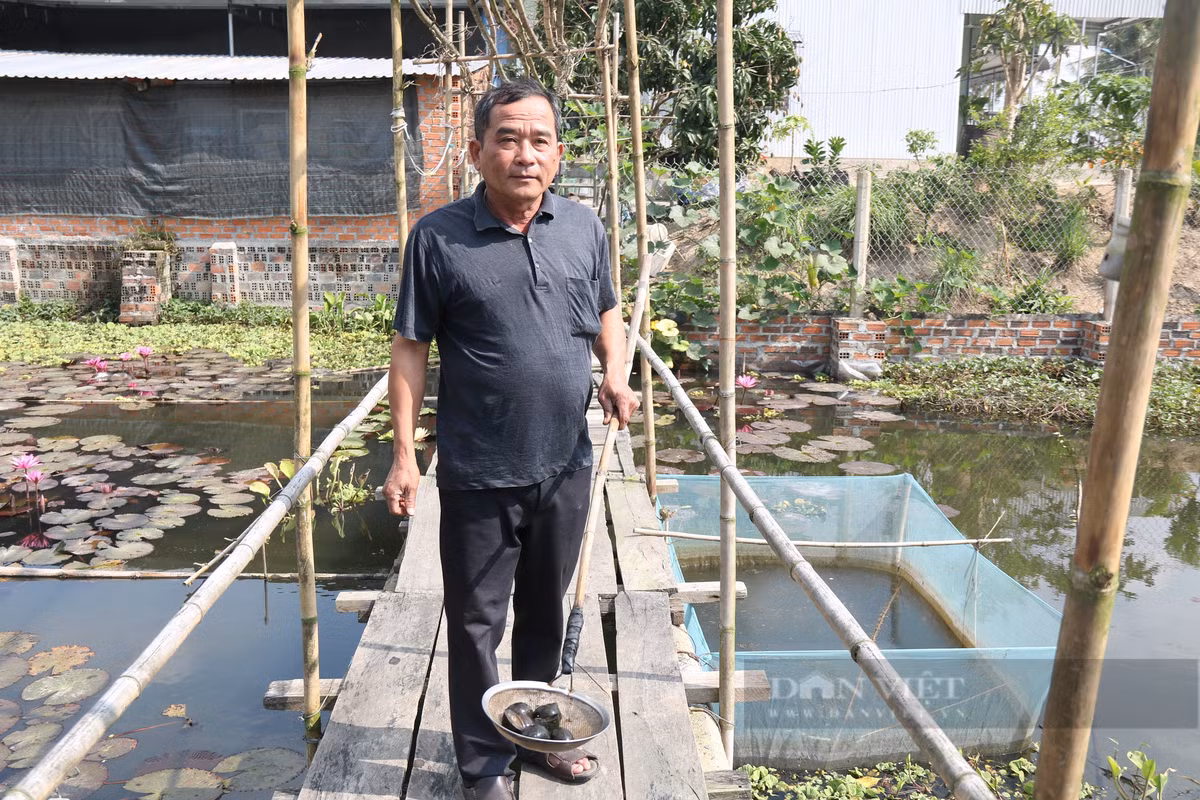 Nuoi oc buou den trong ao hoa sung, moi thang thu 25 trieu-Hinh-2