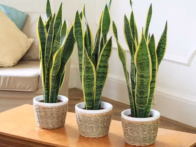 Gia chủ muốn phát tài đừng quên trồng 5 loại cây này trong nhà Gia chu muon phat tai dung quen trong 5 loai cay nay trong nha