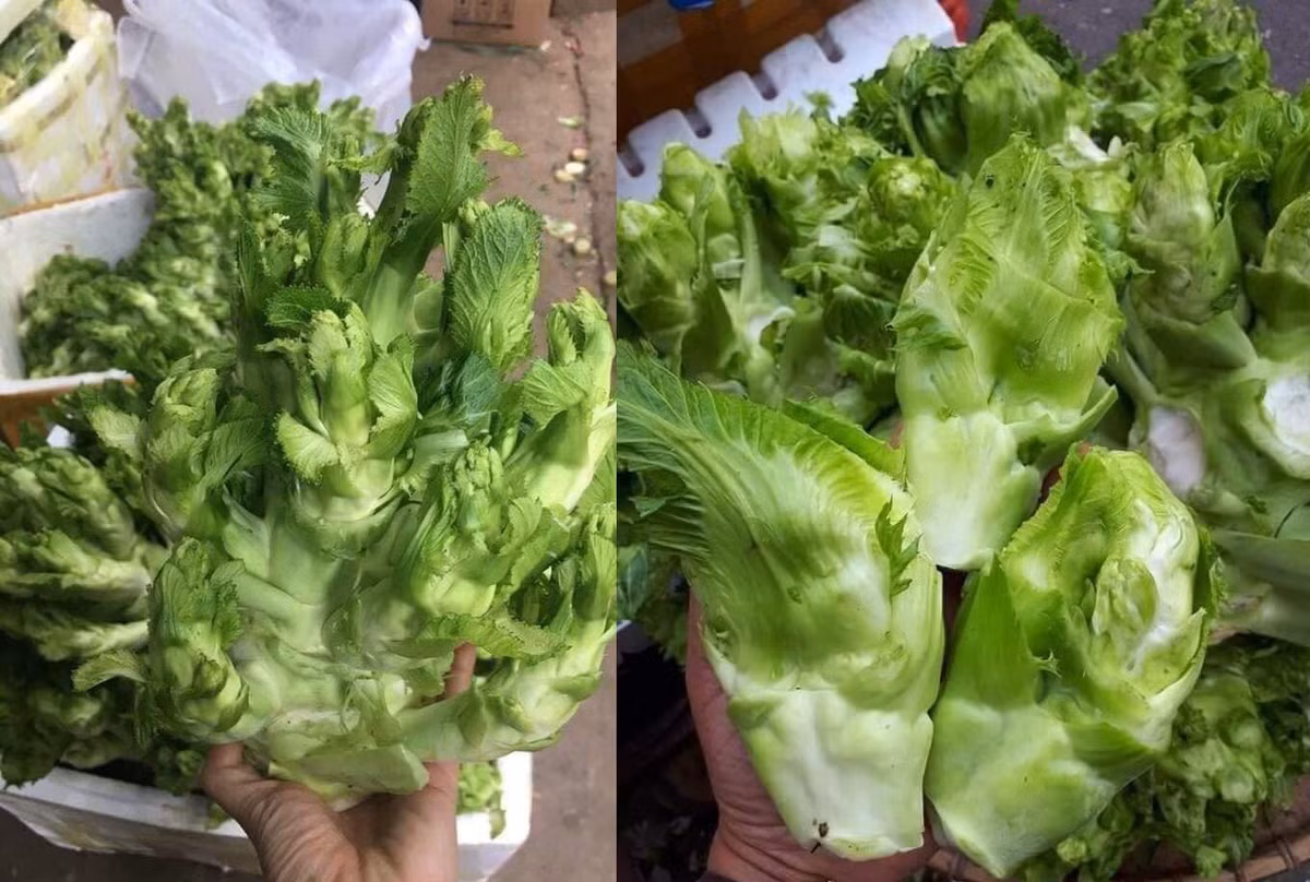 Su that sau cay mam da xanh muot, ba noi tro nao cung phai 