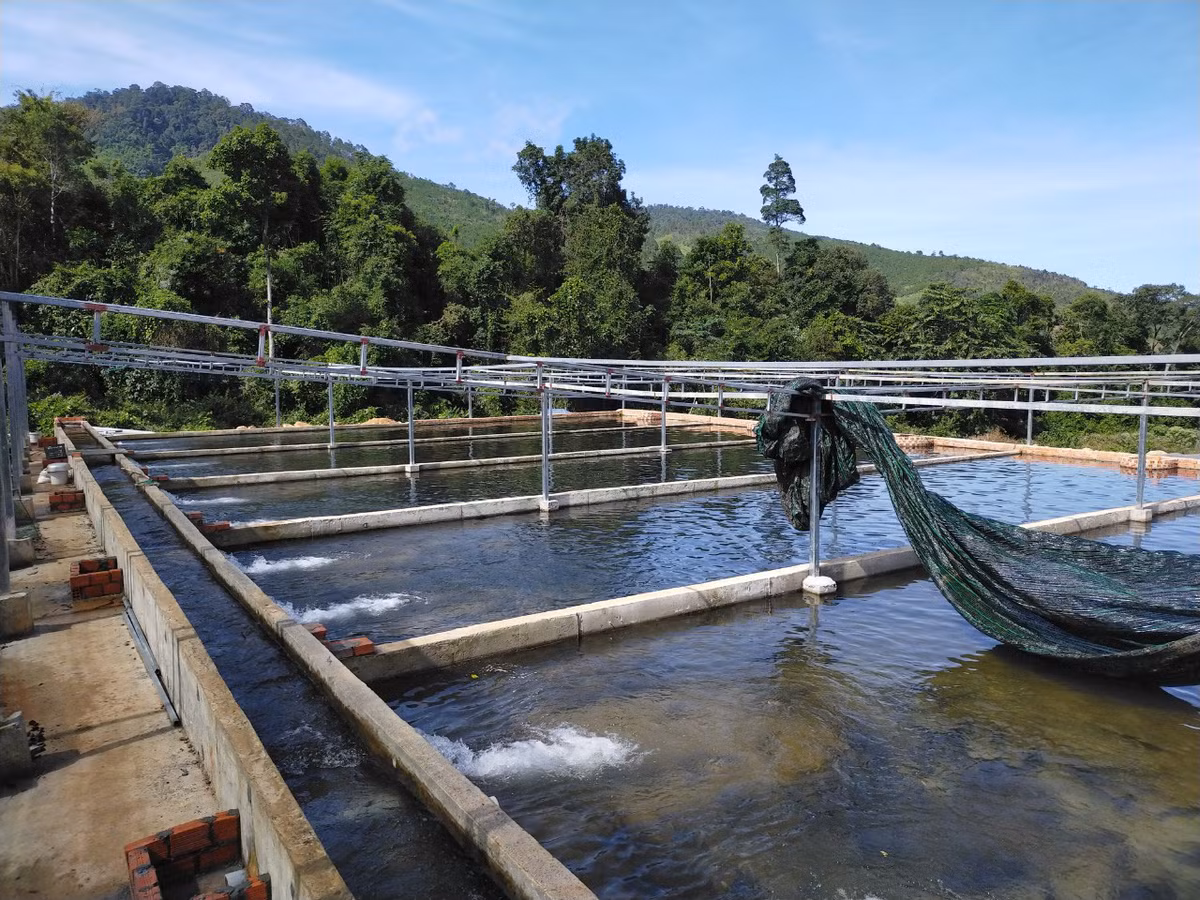 Nhiều loại cá tầm Trung Quốc bán trên thị trường ngoài danh mục được cấp phép? - Hình 2 Nhieu loai ca tam Trung Quoc ban tren thi truong ngoai danh muc duoc cap phep?-Hinh-2