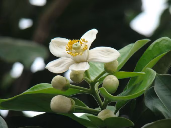 Người ta gom hoa bưởi sạch đem ướp cùng lớp bột sắn dây trắng phau đã được phơi khô. Hương hoa thấm đượm vào từng lớp bột để rồi lại dùng thứ bột đã được hòa trộn cùng hương hoa nấu nước chè, làm dậy lên ở bát bánh chay vị ngọt dịu, thanh mát, đúng chất cổ truyền. 