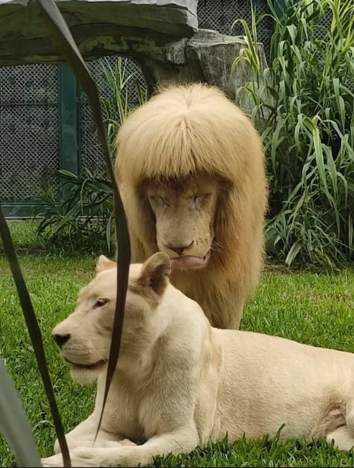 Cãi lời "nóc nhà" đi làm tóc và cái kết.