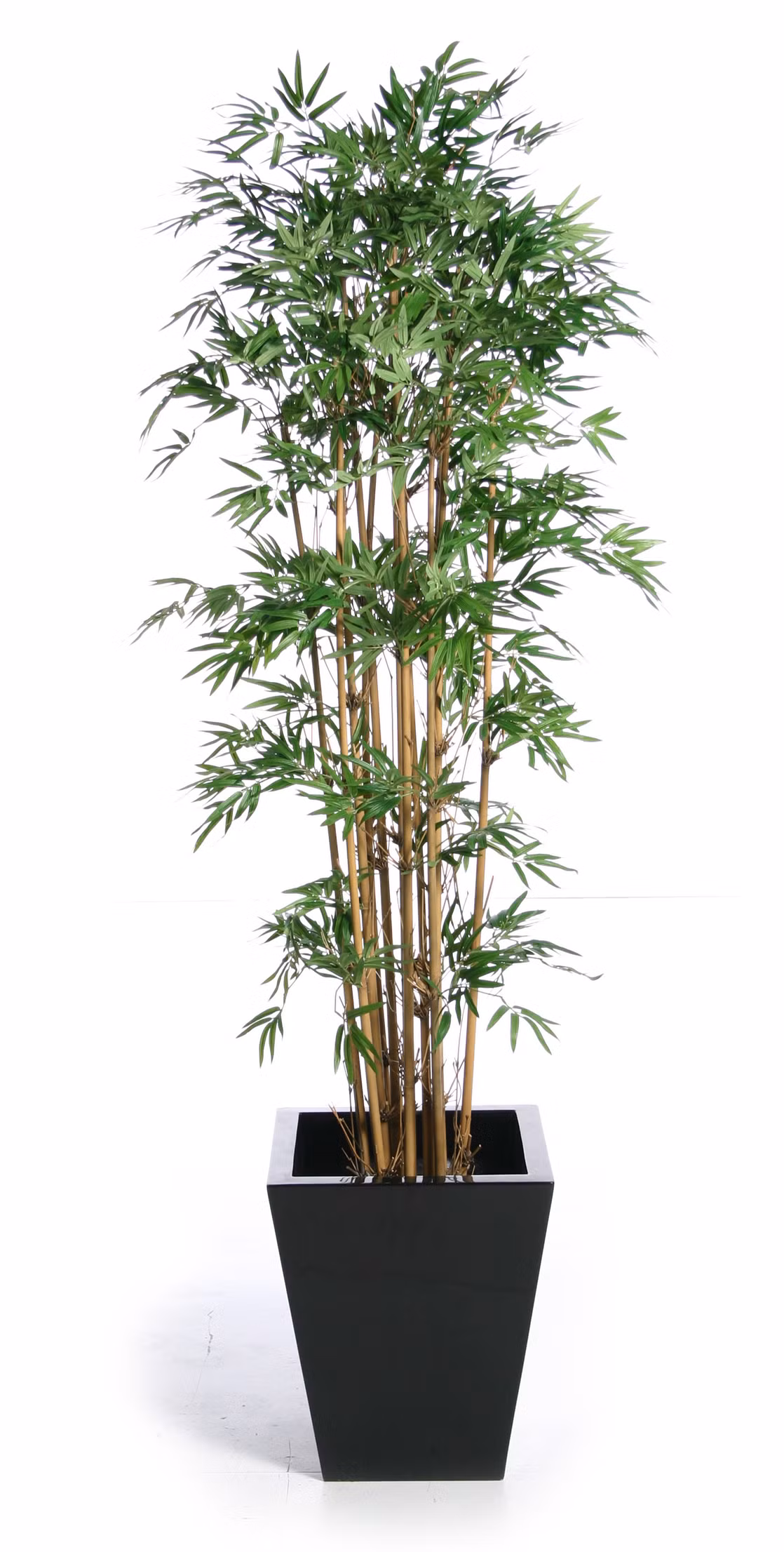 Cây tre: Trong phong thủy, cây tre là một trong những biểu tượng mạnh mẽ của sự trường thọ. Đồng thời cây tre cũng là biểu tượng của tính kiên cường vượt qua mọi nghịch cảnh, khả năng chống chọi với sóng gió của cuộc sống và là biểu tượng của tài lộc. Trồng tre cảnh là để tăng cường ý nghĩa tốt đẹp trên. Đối với công việc buôn bán, khi có sự hiện hữu của cây tre trong cửa hàng sẽ tạo năng lượng rất tốt có tác dụng bảo vệ và mang lại sự may mắn. Việc làm ăn của bạn sẽ vượt qua những giai đoạn khó khăn và ngày càng phát đạt.