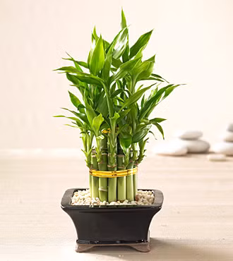 Trồng cây phất dụ (phát tài) không nên trồng trong nhà vì lá cây này nếu dùng trong nhà nhiều sẽ không tốt cho sức khỏe, tuy nhiên, một chậu cây nhỏ thì không ảnh hưởng lắm. Bạn nên trồng phất dụ ở phía Đông hoặc Đông Nam ngôi nhà – khu vực đại diện cho Mộc và là nơi có ánh sáng thích hợp cho cây. Theo một số quan niệm, người ta thường mua phất dụ theo các cành có số lượng như sau: 3 – cho sự hạnh phúc; 5 – cho sức khỏe; 2 – cho tình duyên; 8 – cho tài lộc; 9 – cho thời vận. Điều cần lưu ý là phải chăm chút cho cây luôn xanh tốt thì mới đạt được hiệu quả về mặt phong thủy.