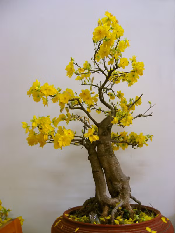 Cây hoa mai: Mai là cây rất quen thuộc. Màu vàng của hoa mai thuộc hành thổ trong ngũ hành. Theo quan niệm của người Việt, Thổ luôn nằm ở vị trí trung tâm và màu vàng tượng trưng cho sự thịnh vượng và phát triển. Mai từng được người Trung Quốc coi là quốc hoa, ngày nay là mẫu đơn. Do mọi người cho rằng năm cánh hoa của nó là năm thần cát tường, tượng trưng ngũ phúc: vui vẻ, hạnh phúc, trường thọ, thuận lợi, hòa bình. Do đó, có bức tranh “Mai khai ngũ phúc” cũng phù hợp với âm dương ngũ hành: Kim, Mộc, Thủy, Hỏa, Thổ, thể hiện mong muốn gia đình được may mắn hạnh phúc trọn vẹn.