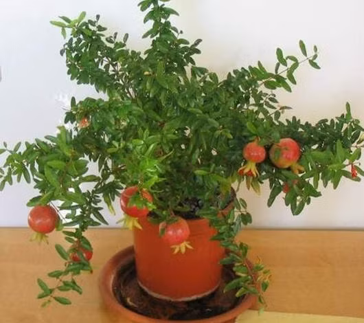 Cây thạch lựu: Trong phong tục tập quán, cây thạch lựu được coi là “ thạc lựu bách tử”, là tượng trưng của “đa tử đa phúc” (nhiều con nhiều phúc). Trên thực tế, hoa và quả thạch lựu màu đỏ như lửa, quả lại có thể giải khát chống say, có giá trị thẩm mỹ và giá trị sử dụng, vì vậy nó đã trở thành cây được trồng trong vườn của nhiều nhà. Trong phong thủy, các gia đình hay trồng cây thạch lựu ở trước nhà bởi họ tin rằng, cây thạch lựu luôn mang điều may mắn và tốt lành đến cho gia chủ.
