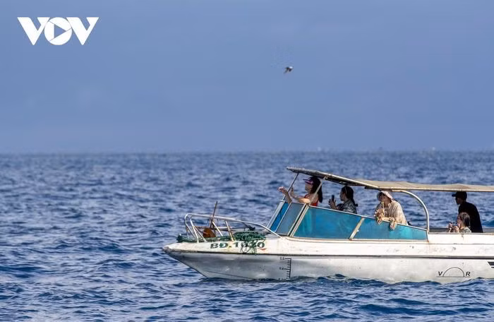 Sự xuất hiện của mẹ con cá voi đã thu hút du khách trải nghiệm ngắm cá voi trong nhiều ngày qua.