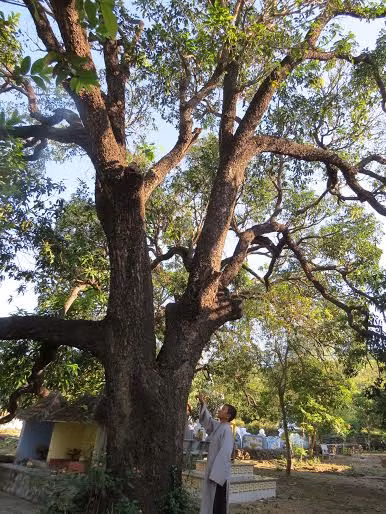 Quần thể cây xoài Đá Trắng.