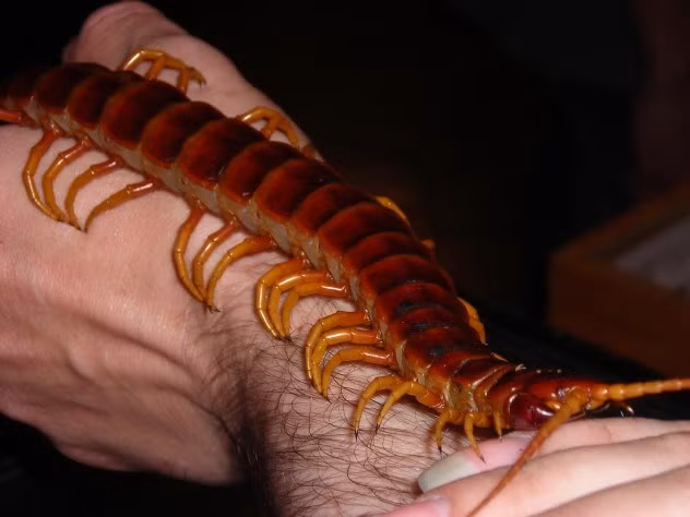 Rết chân vàng khổng lồ Peru là đại diện lớn nhất của chi Scolopendra nói riêng và cả lớp rết nói chung. Chúng thường đạt độ dài 26-30cm. Nó là loài ăn thịt, ăn côn trùng, thằn lằn, ếch, chim, chuột, và thậm chí cả dơi. Cơ thể bao gồm 21 đến 23 phân đoạn.