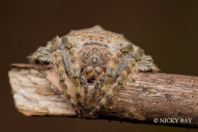 Nhện tròn Dolophones, một chi nhện trong họ Araneidae.