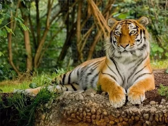  Trong những năm lính Mỹ tham chiến tại Việt Nam, hổ Đông Dương là một trong những nỗi sợ của họ. Năm 1968, Tiểu đoàn 3 Thủy quân Lục chiến Mỹ thiết lập trạm quan sát gần Quảng Trị. Một lính thủy đánh bộ Mỹ khi này đang ngủ trong trạm thì bị hổ Đông Dương tấn công giữa đêm.