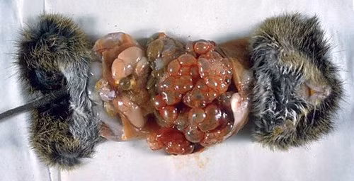 Ký sinh trùng Echinococcus multilocularis là nguyên nhân hình thành các u nang trong cơ quan nội tạng, lây nhiễm vào người qua xác cáo thợ săn săn được và những thức ăn như hoa quả, nấm bị ô nhiễm bởi phân cáo.