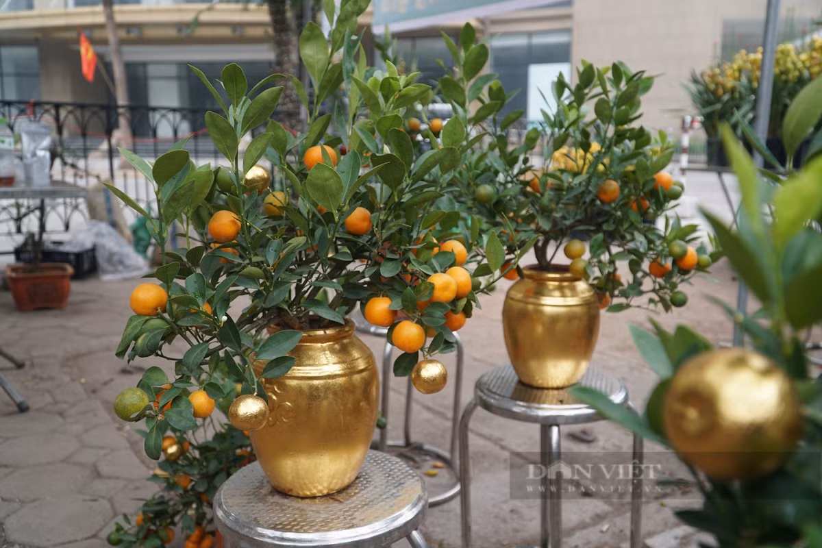 Cây quất thích nhiều ánh sáng mặt trời. Khi cây ra quả vào mùa đông, toàn bộ cây đều có màu vàng, không chỉ mang ý nghĩa tốt lành mà còn tạo thêm không khí lễ hội cho sân vườn, khiến mọi người khi nhìn thấy đều vui vẻ. 