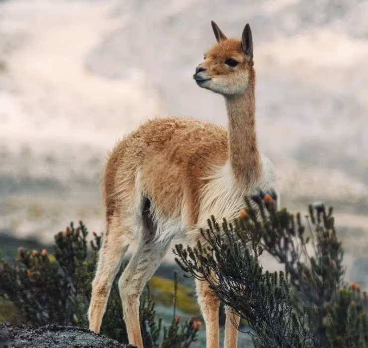 Dù bề ngoài có phần yểu điệu nhưng lạc đà Vicuña không phải là loài yếu đuối. Chúng sống trên các đỉnh núi Andes - khu vực nổi tiếng với môi trường sống khắc nghiệt.