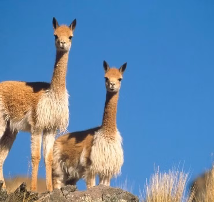 Lạc đà Vicuña có tên khoa học là Vicugna vicugna, chúng chỉ sống trên vùng núi cao của dãy Andes.