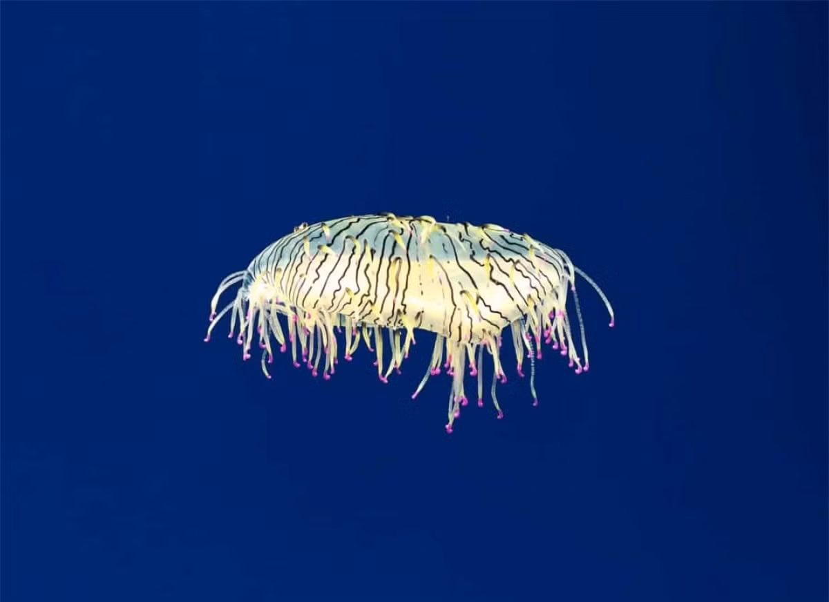 Sứa mũ hoa (Flower hat jelly) chỉ sống một vài tháng nên việc bắt gặp nó là một điều rất hiếm hoi. Loài sinh vật biển này có đặc điểm là những xúc tu sáng bóng có thể cuộn lại và bám chặt mũ sứa khi không sử dụng.