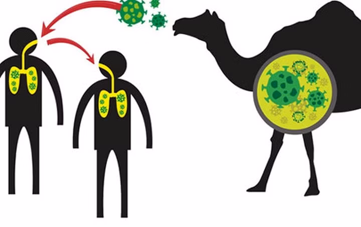 Bệnh MERS gây ra bởi virus MERS-CoV ở động vật và không có vắc xin phòng ngừa. Virus này lây từ động vật sang người hoặc từ người sang người do tiếp xúc. Lạc đà được cho là vật chủ có chứa lượng lớn virus MERS-CoV.