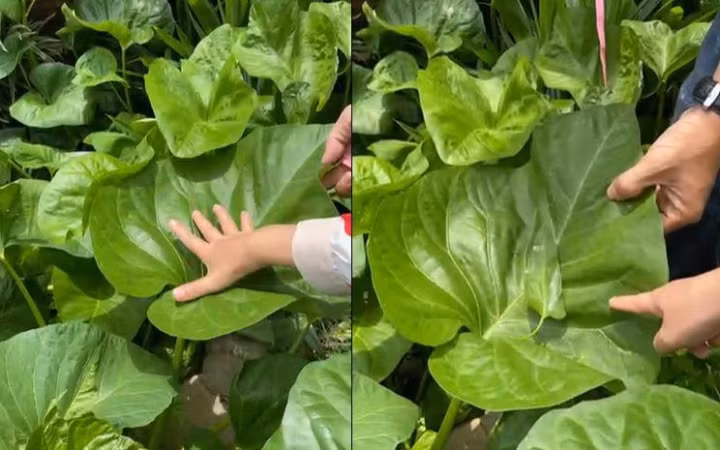Lạ lẫm lá rau muống to bằng cái mâm, nhổ một cọng cả nhà ăn no - Hình 2 La lam la rau muong to bang cai mam, nho mot cong ca nha an no-Hinh-2