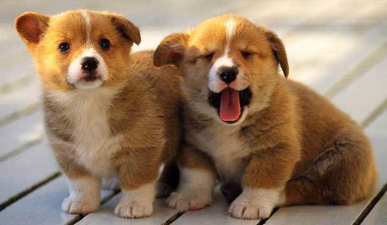 Bên cạnh đó, với sự hỗ trợ từ những người có ảnh hưởng, người tuổi Tuất có khả năng gia tăng thu nhập thông qua công việc phụ hay các dự án khởi nghiệp. Năm 2024 chắc chắn sẽ là một chặng đường đầy hứa hẹn cho tuổi Tuất, mở ra nhiều cơ hội thăng tiến và thành công.