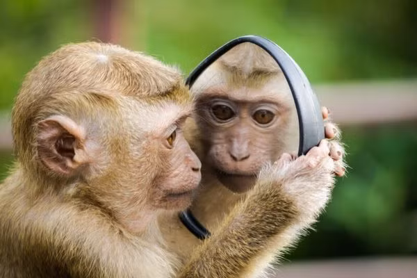 Tuy nhiên, người tuổi Thân cũng có sự thẳng thắn và bộc trực. Một số khác lại dễ bị những câu chuyện thị phi kích động dẫn tới những rắc rối không đáng có ở nơi làm việc.