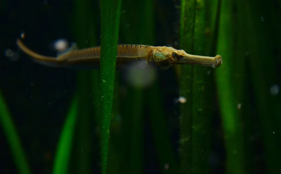 Như các họ hàng trong họ cá chìa vôi (Syngnathidae), gồm các loài cá chìa vôi và cá ngựa, cá hải long là loài đẻ trứng.