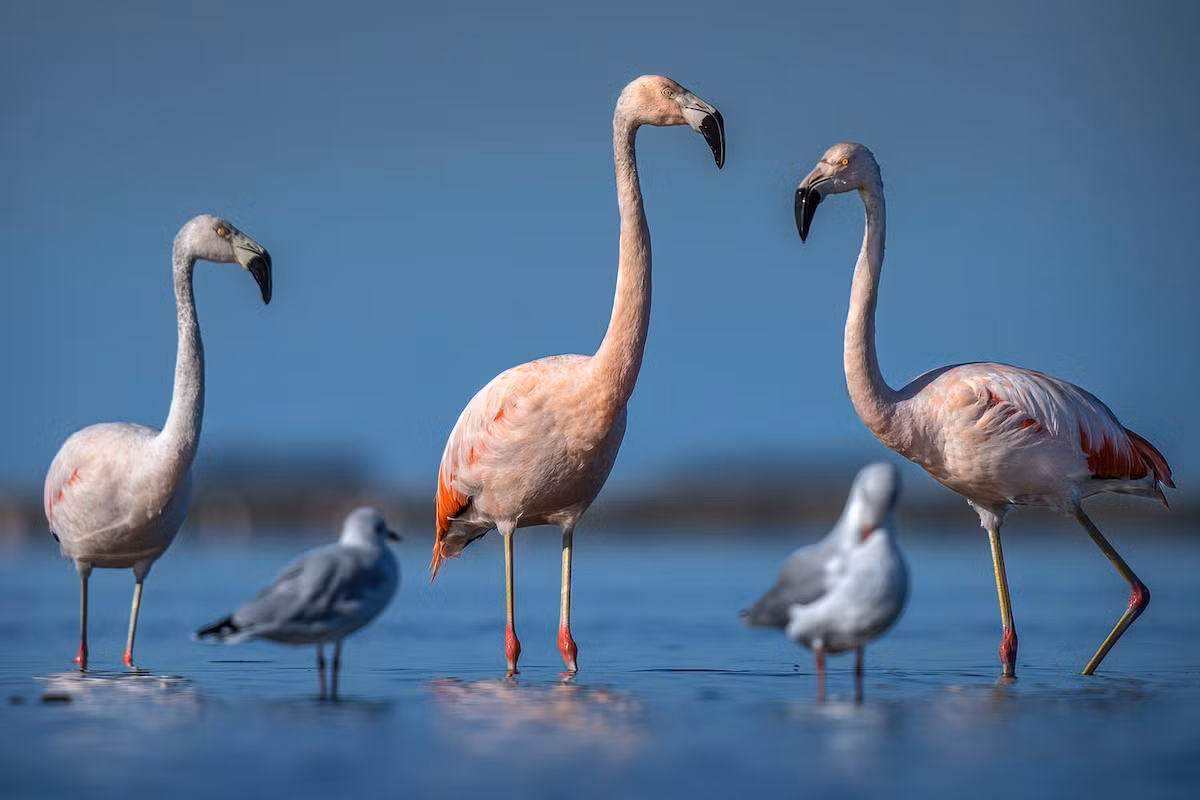 Hồng hạc Chile (Phoenicopterus chilensis) cao 1-1,3 mét, phân bố từ Peru đến Đất Lửa (Tierra del Fuego) ở Nam Mỹ. Điểm đặc trưng của loài hồng hạc này là đôi chân xám có đầu gối màu hồng.