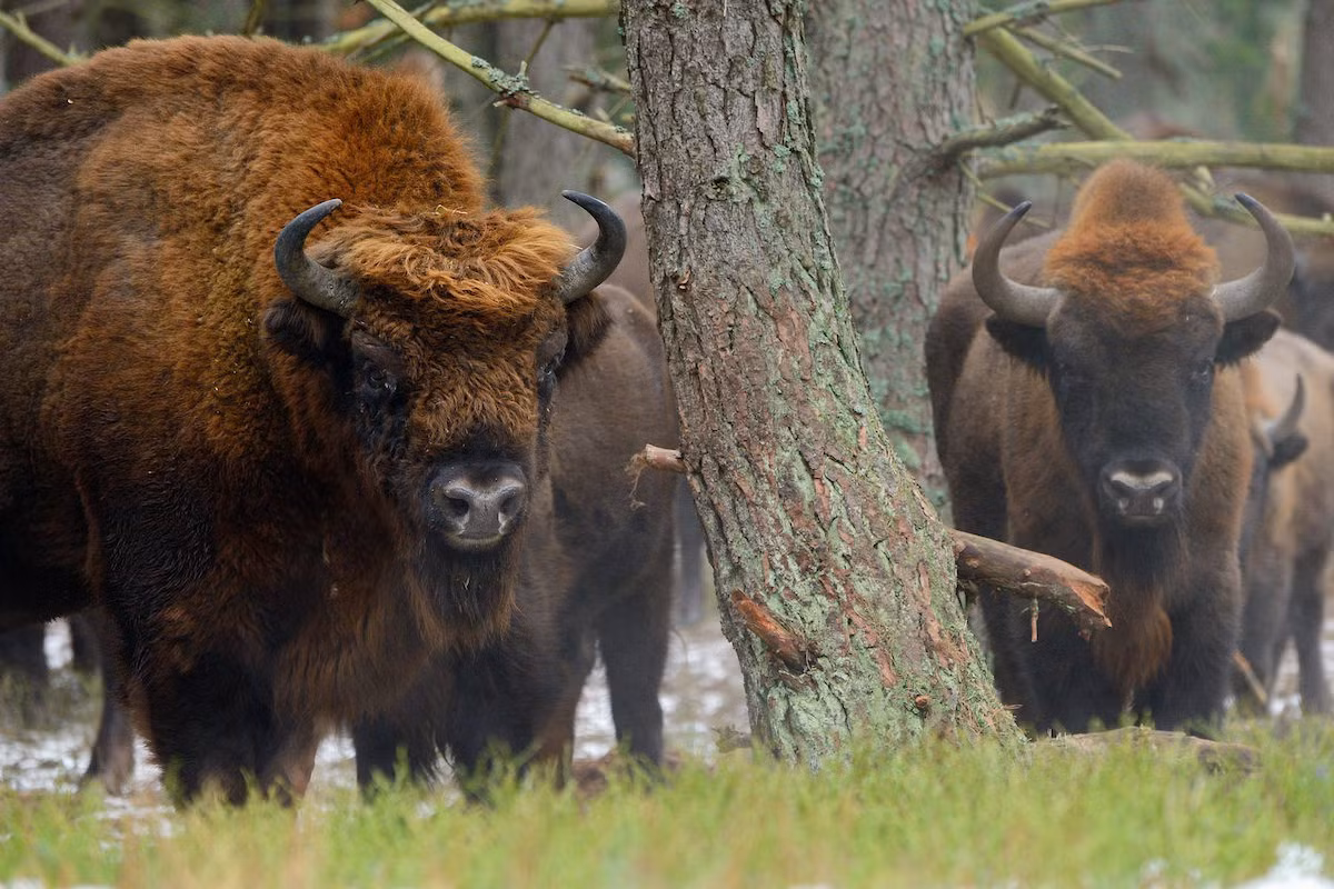 Bò rừng châu Âu (Bison bonasus) dài 1,8-1,2 mét, từng phổ biến khắp châu Âu, nay chỉ còn được ghi nhận ở Đông Âu và rừng nguyên sinh ở Nga. So với bò rừng Bắc Mỹ, bò rừng châu Âu có lông ngắn hơn và sừng dài hơn.