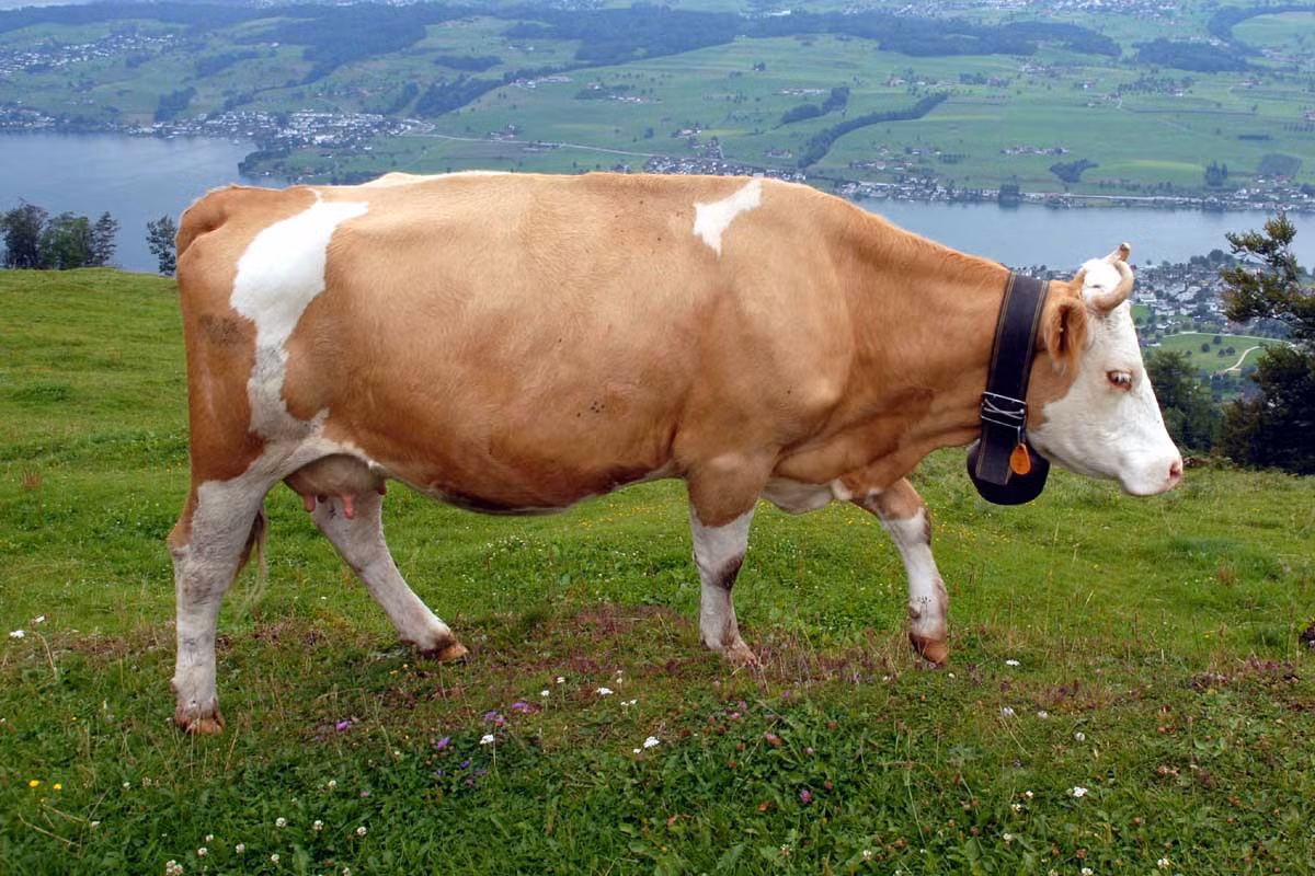 Bò nhà (Bos taurus) có kích cỡ da dạng, phân bố trên toàn thế giới dưới dạng gia súc. Người ta cho rằng tổ tiên của chúng là bò rừng châu Âu (Bos primigenius) đã tuyệt chủng. Con người đã tạo ra rất nhiều giống bò khác nhau, phục vụ những mục đích chuyên biệt như lấy sữa, lấy thịt, sức kéo...