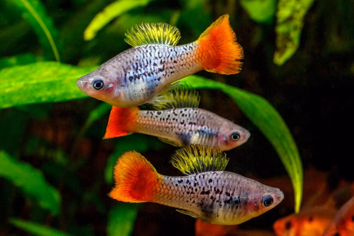 Cá mún hay cá hột lựu (Xiphophorus variatus, Xiphophorus maculatus) dài 8 cm, có vùng phân bố, ngoại hình và tập tính khá giống với họ hàng gần là cá kiếm. Điểm khác biệt lớn nhất là con đực không có "kiếm" dài ở đuôi.