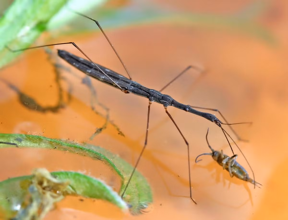 Bọ đo nước (Hydrometra stagnorum) dài 1,2 cm, sống quanh bờ các ao, hồ và sông ở châu Âu. Chúng di chuyển chậm, chuyên ăn côn trùng nhỏ và giáp xác.