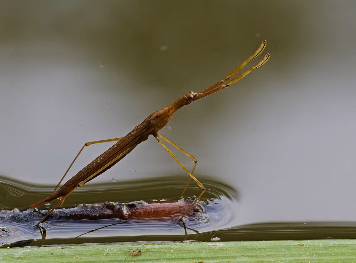 Bọ que nước (Ranatra linearis) dài 3-3,5 cm, là côn trùng bản địa ở lục địa Á - Âu và Bắc Phi. Sống trong các ao nước có thực vật, loại bọ có cơ thể thanh mảnh này dùng chân trước chuyên hóa để bắt cá nhỏ.