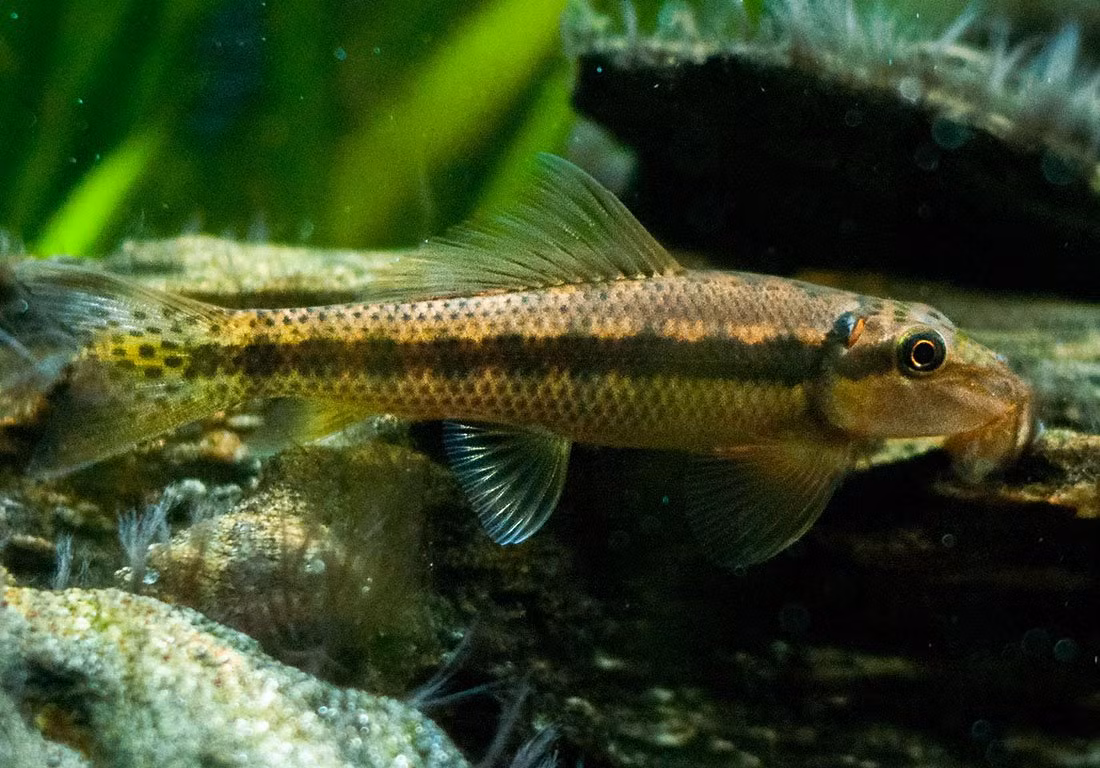 Cá mút rong, cá may hay cá nô lệ (Gyrinocheilus aymonieri) dài 20-25 cm, sinh sống ở sông Mekong. Vốn được đánh bắt làm thực phẩm, chúng được thuần dưỡng làm cá cảnh từ thập niên 1960.