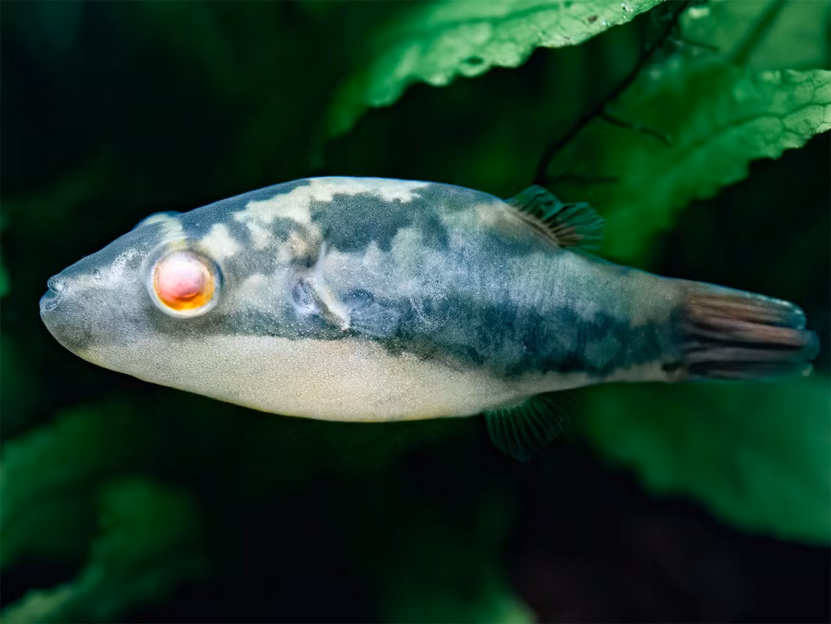 Cá nóc mắt đỏ (Carinotetraodon lorteti) dài 5-6 cm, sống ở những thủy vực có dòng chảy ở Nam Bộ. Tương tự cá nóc biến, loài cá này mang trong mình độc tố tetrodotoxin, đã gây ra một số vụ ngộ độc cho người ăn chúng.