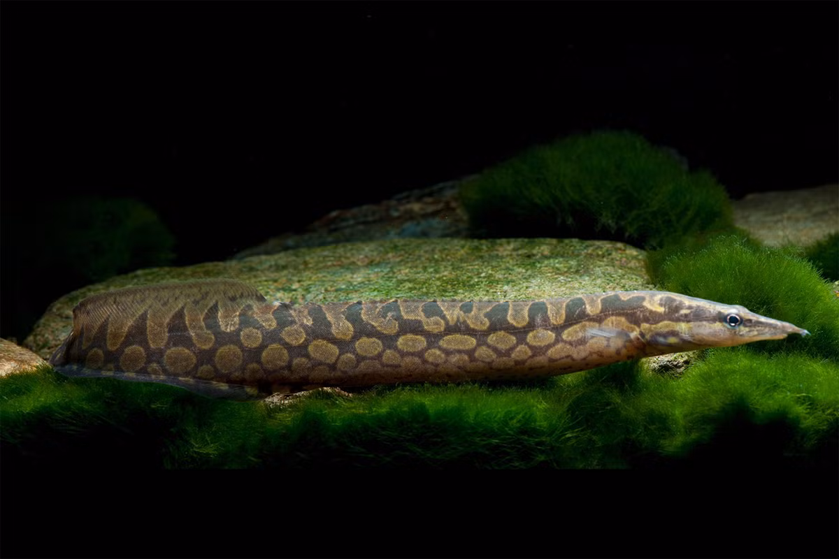 Cá chạch sông (Mastacembelus armatus) dài 30-50 cm, sống ở các sông ngòi. Ở Việt Nam, loài cá này thường được biết đến như một loại thực phẩm bổ dưỡng chứ không phải là một loại cá cảnh. Chúng đã được khai thác để xuất khẩu.
