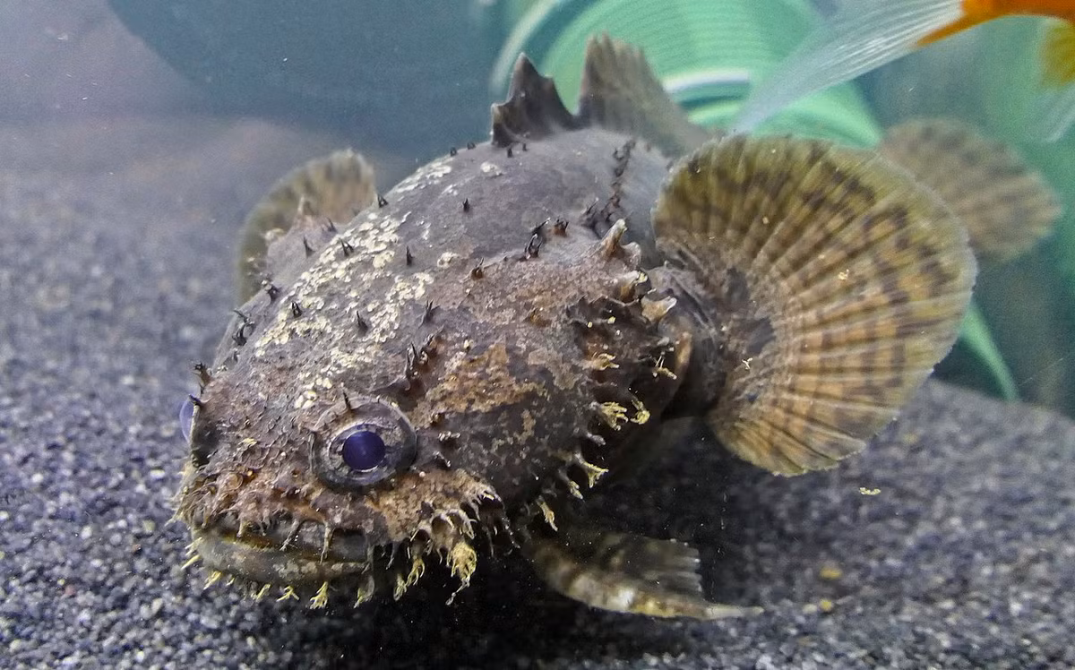 Cá mao ếch hay cá sư tử (Allenbatrachus grunniens) dài 15-20 cm, xuất hiện nhiều ở vùng biển Cần Giờ và hạ lưu đồng bằng sông Cửu Long. Loài cá cảnh mang vẻ ngoài kỳ lạ này có thịt rất ngon.