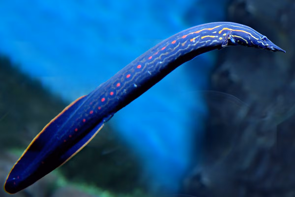 Cá chạch lửa (Mastacembelus erythrotaenia) có thể dài tới 1,2 mét, sống ở tầng đáy trong các vùng nước ở Nam Bộ. Tương tự cá chạch sông, chạch lửa vừa là cá cảnh xuất khẩu, vừa là món nhậu.