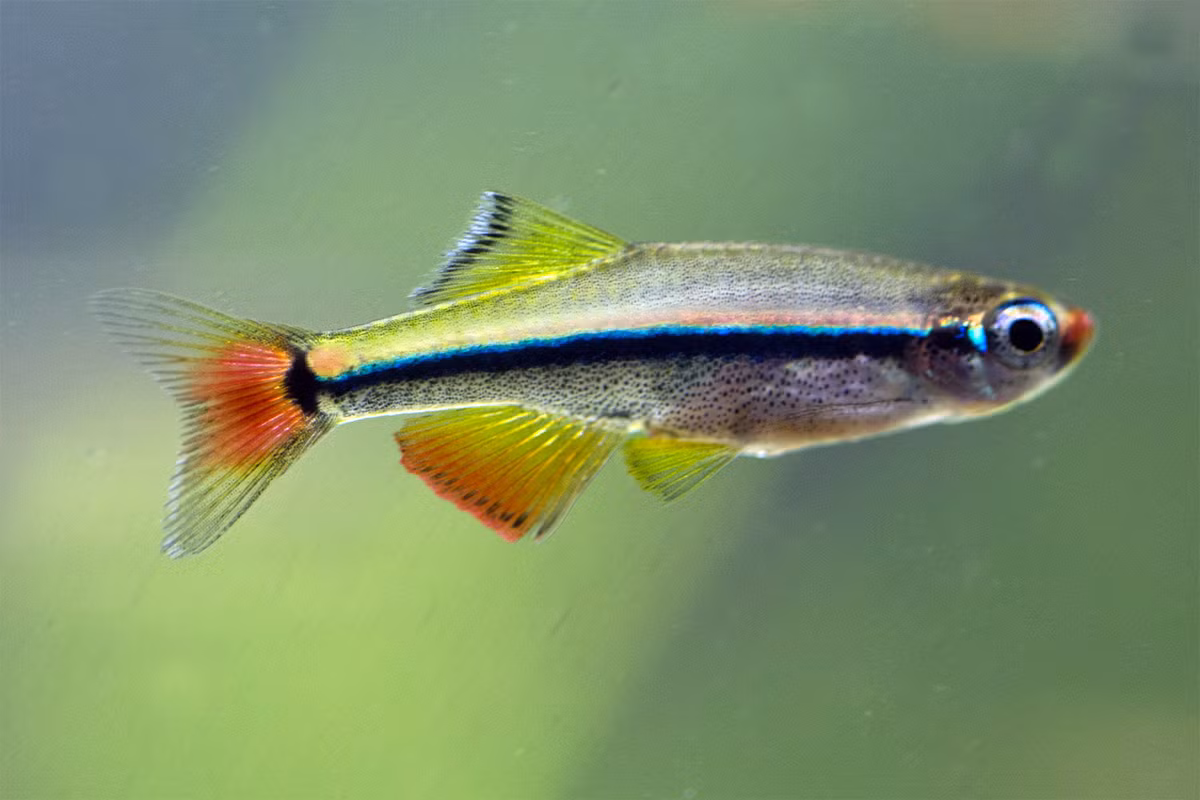 Cá neon Việt Nam hay cá kim tơ (Tanichthys micagemmae) dài 2-3 cm, được phát hiện vào năm 2001, trong một nhánh của sông Bến Hải ở tỉnh Quảng Trị. 45.000 con được xuất khẩu lần đầu vào năm 2005, đã gây tiếng vang ở thị trường Âu - Mỹ và Nhật Bản.