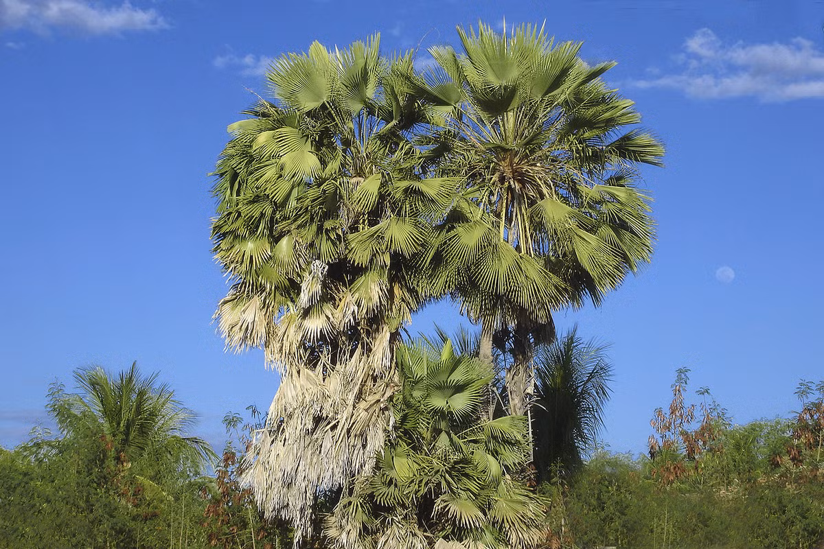 Cọ sáp Brazil (Copernicia prunifera) cao 10 mét, phân bố ở miền Trung và Đông Bắc Brazil. Chúng có hoa màu nâu và lá phủ sáp, vỏ được tạo nên từ bẹ lá.