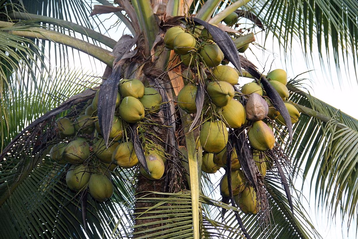 Dừa (Cocos nucifera) cao 30 mét, có nguồn gốc từ Tây Thái Bình Dương, đã xâm chiếm các hòn đảo nhờ quả trôi nổi được trên biển trong nhiều ngày. Cây dừa có nhiều công dụng, từ làm cảnh đến dùng làm thực phẩm, nguyên liệu sản xuất đồ mỹ nghệ.